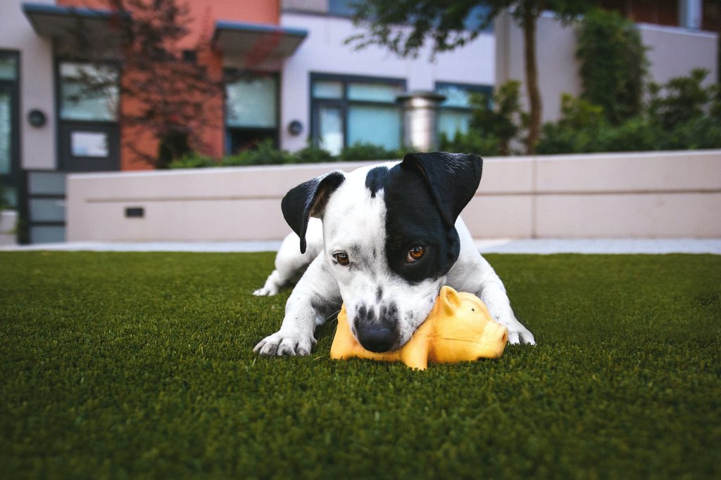 Dog playing fetch