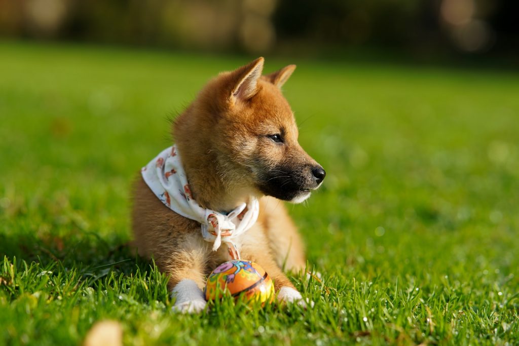 Dog play in the park