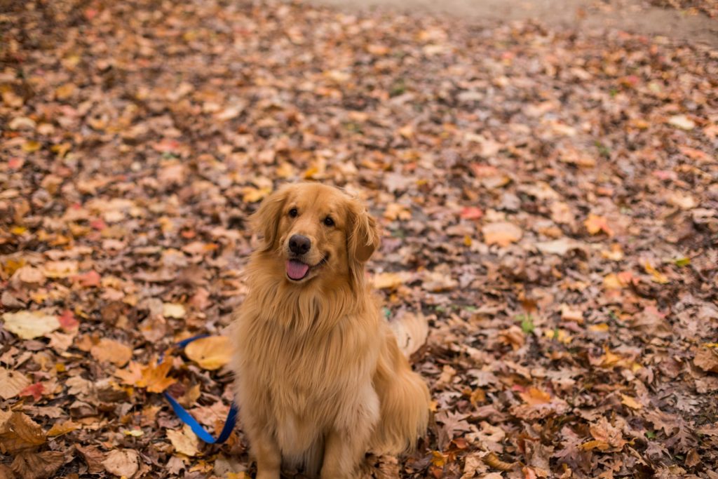 Golden Retriever Autumn Leaves