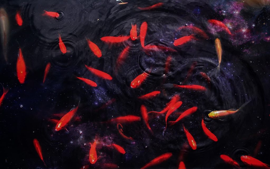 Fish Feeding Time