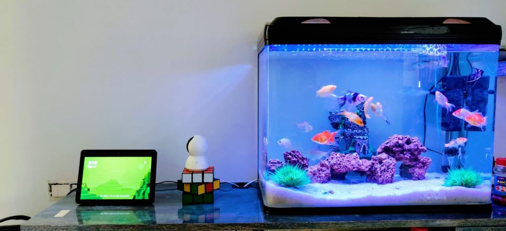 Home Fish Tank
