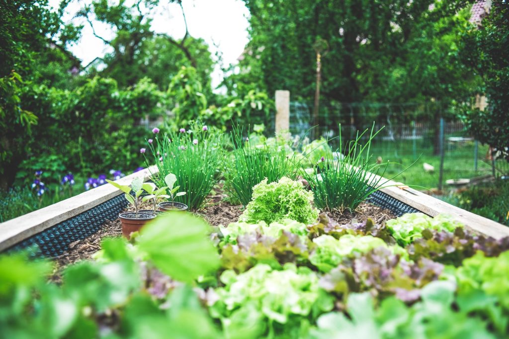 Herbal Garden Bed