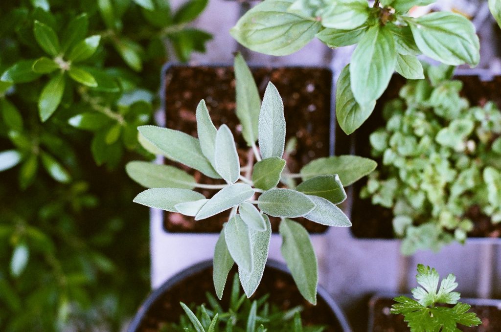 Herbal garden pots