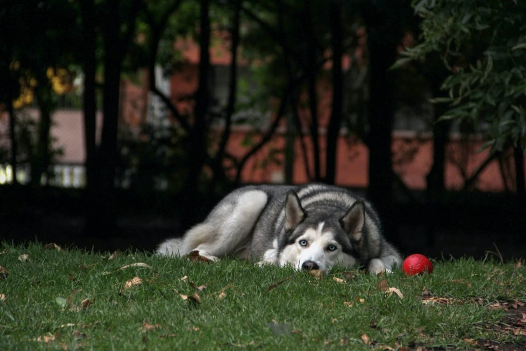 Dog lying down in the park