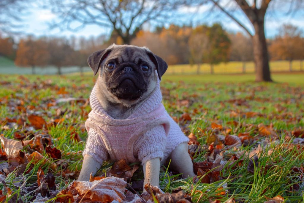 Dog sitting in the park