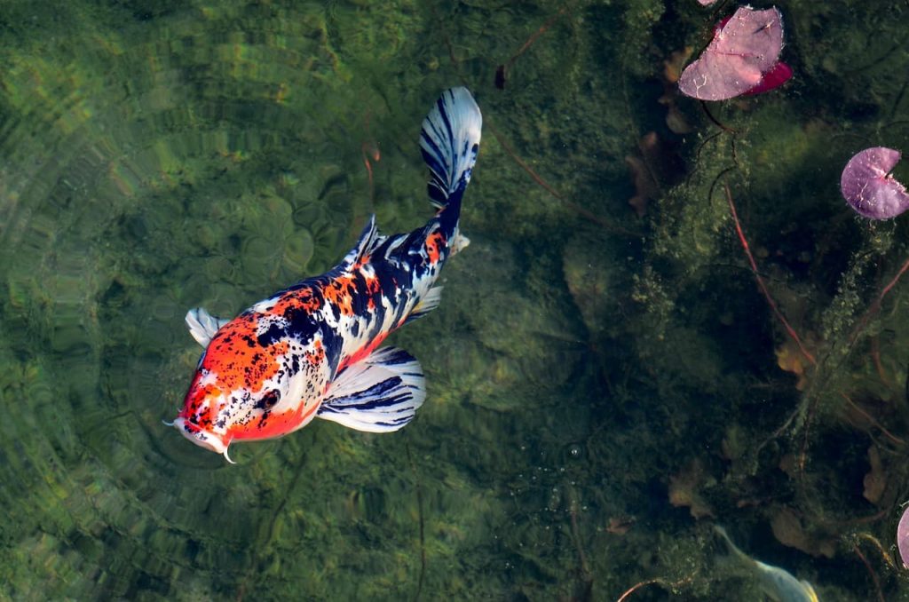 Koi fish