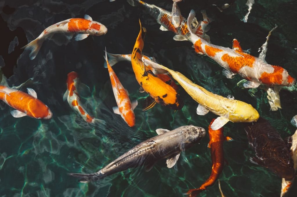 large koi fishes