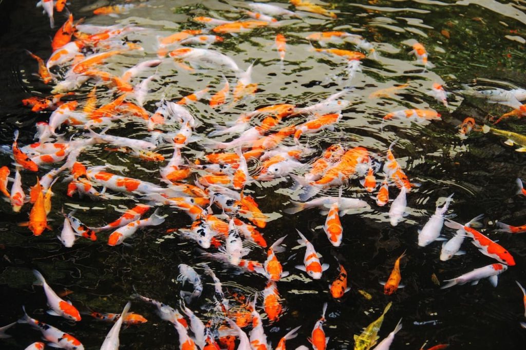 orange and white koi fishes