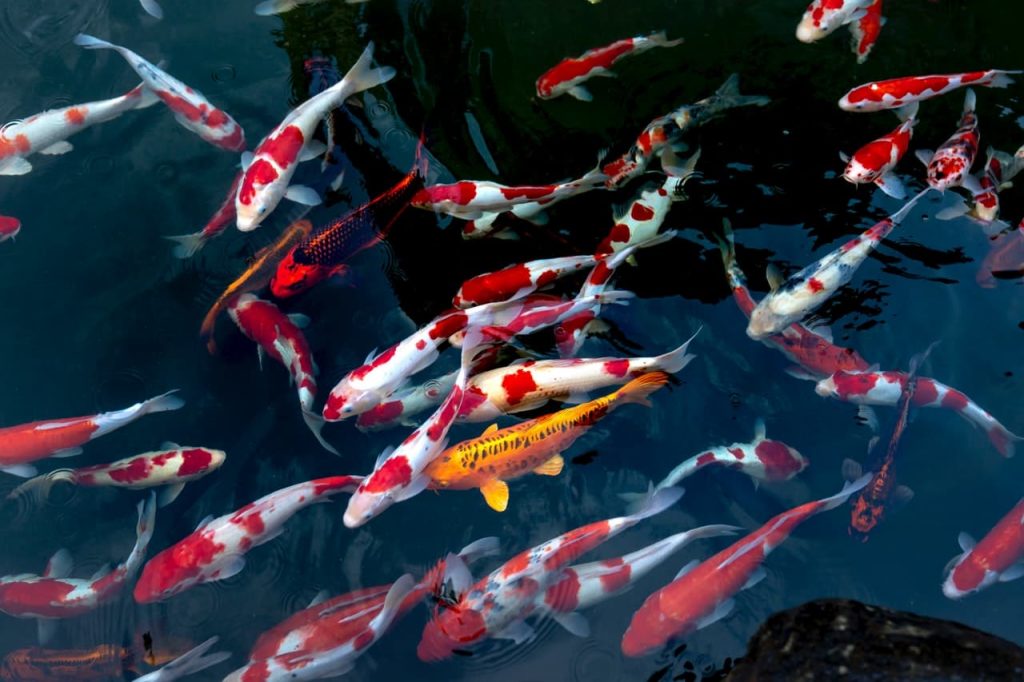 Red and white koi fishes